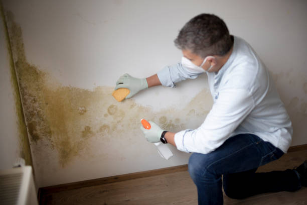 Forensic Mold Investigation in Greenwood, PA